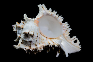Ramose Murex Shell on black background