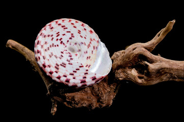 Trochus Shell on Driftwood Background