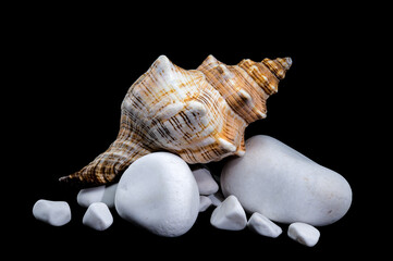 Trapezium Horse Conch on white Rocks black background