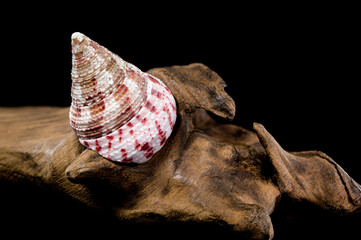 Trochus Shell on Driftwood Background