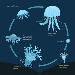 illustration of jellyfish life cycle diagram © zombiu26