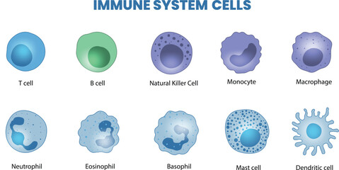 illustration of immune system cells
