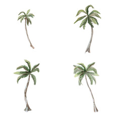 Fototapeta premium Set of 4 palm trees. Isolated watercolor illustration of trees for print design for tourism business, tour advertising, beach cafe design, fabric printing and posters.