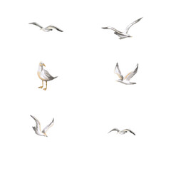 Seagulls set. Isolated watercolor illustration of birds for design of seaside cafes, printing on fabric, travel blogs, design of tourist brochures.