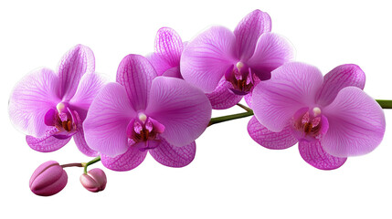 Orchid Branch: Delicate pink orchids, representing beauty and purity, in full bloom on their stem