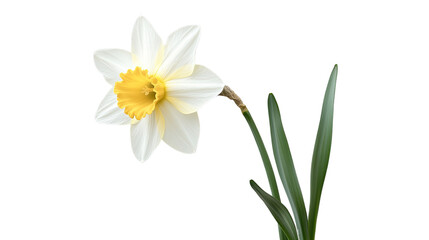 Daffodil's Elegance: A close-up studio shot of a delicate daffodil, its pristine white petals elegantly framing a vibrant yellow trumpet, embodies the essence of spring.