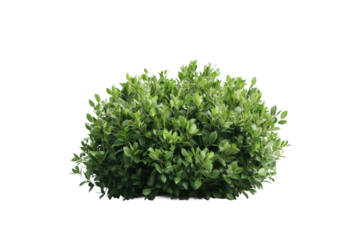 Grüner Busch isoliert auf transparentem Hintergrund – PNG

