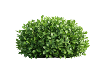 Grüner Busch isoliert auf transparentem Hintergrund – PNG

