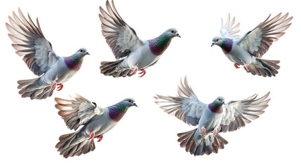 Obraz premium Graceful pigeons in flight, showcasing iridescent neck feathers against a clean white background, capturing their vibrant energy and peaceful beauty.