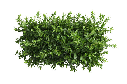 Gr&uuml;ner Busch isoliert auf transparentem Hintergrund &ndash; PNG

