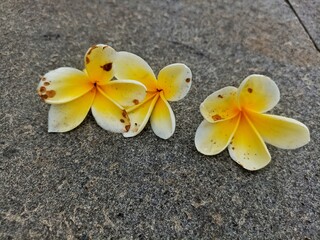 close up Yellow frangipani flower petals fall in the garden