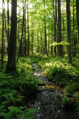 Obraz premium A dense forest with towering trees, sunlight filtering through the leaves. A small stream flows gently, surrounded by lush green vegetation. 