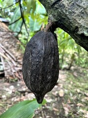 Cocoa fruit on the tree