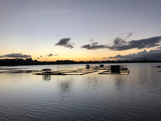 Floating fish cages on the lake are illuminated by the golden sunlight during sunset with a huge tree in the foreground. Silhouettes