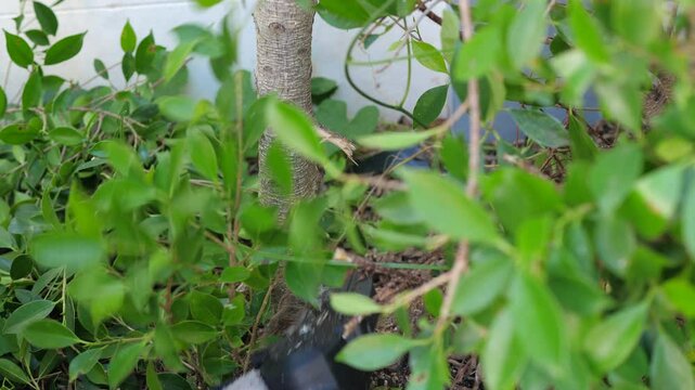 The gardener  use  electric  chain  saw  to  prun the tree