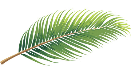 High-resolution palm tree branch with green leaves isolated on white background : Cut-out of a tropical palm tree frond with vibrant green leaves 
