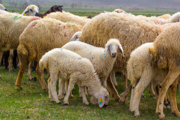 Fluffy Flock of Sheep Grazing in a Field. A group of sheep, predominantly light beige/cream colored, are peacefully grazing in a grassy field.