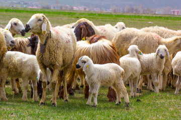 Flock of sheep grazing in a grassy field. Flock of sheep grazing in a grassy field