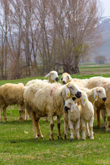 Obraz premium Fluffy sheep and lambs grazing in a lush spring meadow. A group of sheep, including a few adorable lambs, peacefully graze in a vibrant green meadow.