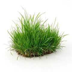 grass on white background