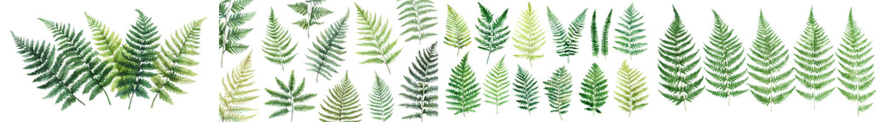 Closeup view of vibrant green lush fern leaves and foliage creating a natural botanical backdrop or wallpaper design  Scenic summer forest or tropical plant life ecology concept