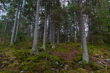 Obraz premium Serene Forest Landscape with Mossy Ground