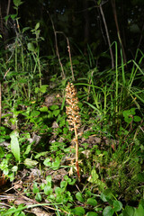 Wild orchids (Neottia nidus-avis)