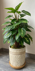 Fototapeta premium Close-up of philodendron plant in a ceramic pot on indoor table. Great for botanical design, indoor gardening, and natural home decor themes.