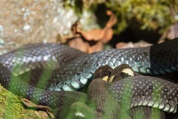 Grass snake curled up at each other