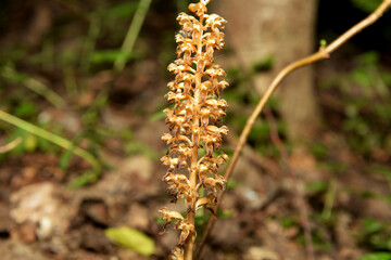 Wild orchids (Neottia nidus-avis)