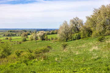 Beautiful landscape view with cherry blossom in spring