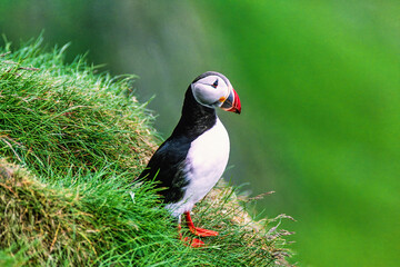 Atlantic puffin on a grassy mountain slope