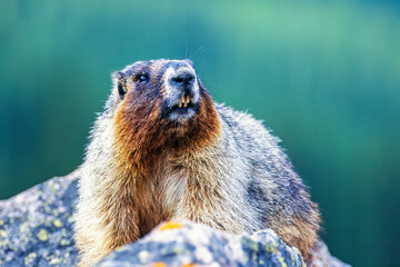 Hoary marmot on a rock in the mountain