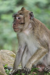 wild monkeys in protected forest 03