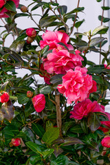 Blooming red camellia in spring sunshine.