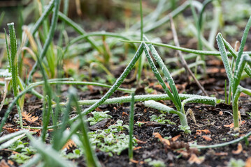 Frozen plants in the garden in winter. Natural winter landscape.