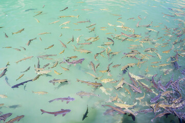 SANLIURFA URFA TURKIYE TURKEY Fishes swimming in a clear turquoise pond. High-angle view of numerous fish of various sizes and colors swimming in a shallow, clear turquoise pond.