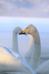 swan