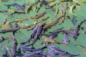 Many Fish Swimming in a Clear, Green Pond. High-angle view of numerous fish of various types, including carp, swimming in a shallow, clear pond with a light teal/green hue. Balikligol Urfa Sanliurfa 