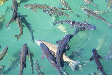 Diverse Fish Species Swimming in Clear Turquoise Water Balikligol Turkey Sanliurfa.  High-angle view of various fish species, including some with darker tones, swimming in a clear, turquoise-colored 