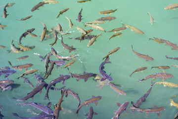 Sanliurfa Balikligol fish pool fishlake, Turkey Fishes swimming in a tranquil pond. High-angle view...