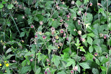 Water avens (Geum rivale), medicinal plant, medicinal use