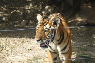 Tigre