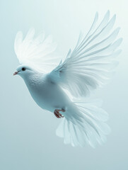 Fototapeta premium A white dove in flight with spread wings against a soft background.