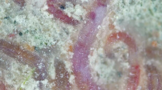 Worms of family Naididae under a microscope, previously called Tubificidae. They scurry about in the mud. White Sea