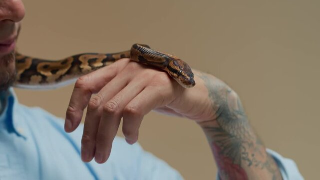 Cropped studio shot of male tattooed owner interacting with small python snake isolated on copy space background
