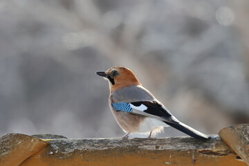 japanese jay