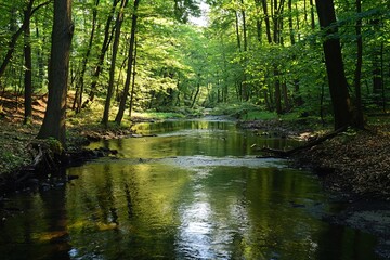Fototapeta premium A river running through a well-managed forest, surrounded by healthy trees. The clear water reflects the green canopy above. 