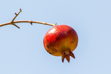 Ripe Pomegranate on a Branch Against a Clear Sky. A single, ripe pomegranate fruit hangs from a...