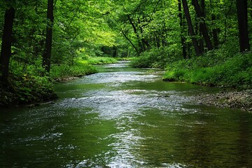 Naklejka premium A river running through a well-managed forest, surrounded by healthy trees. The clear water reflects the green canopy above. 